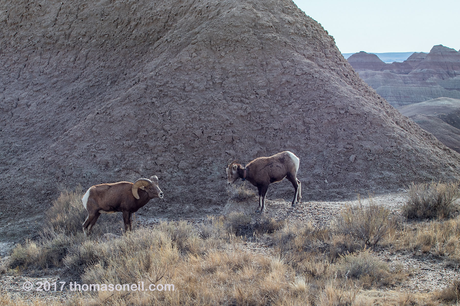 Bighorns in the Badlands, South Dakota.  Click for next photo.
