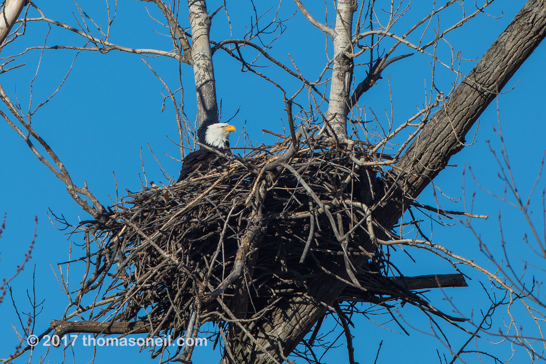 Bald eagle in nest, Loess Bluffs National Wildlife Refuge, Missouri, December 2017.  Click for next photo.