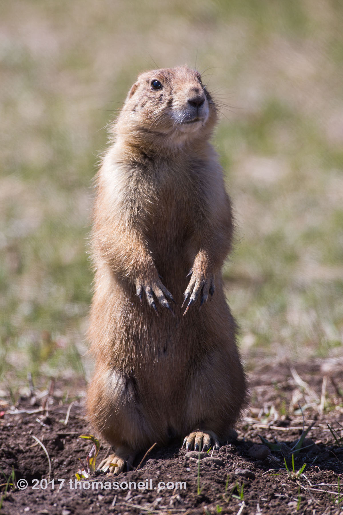 Prairie dog in Wind Cave National Park.  Click for next photo.