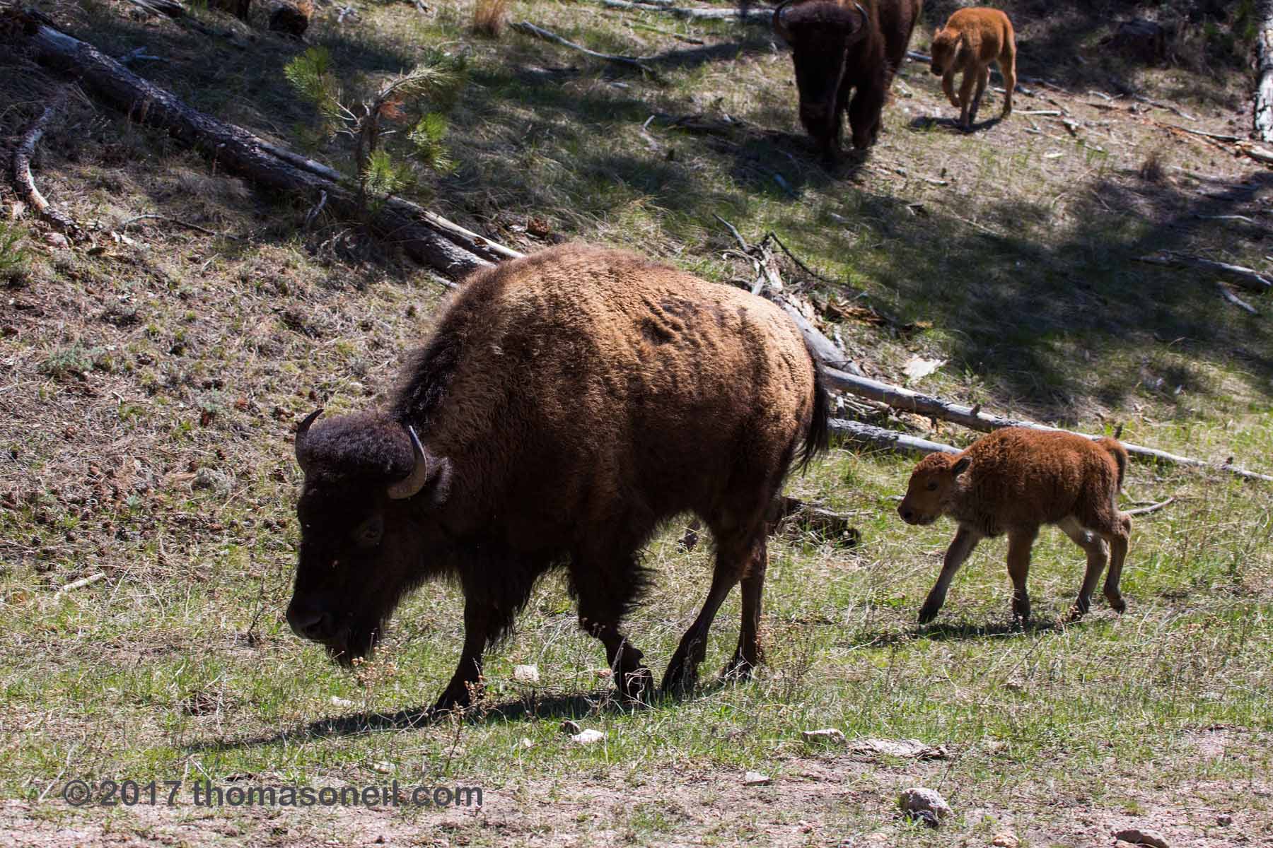 Bison baby in Custer State Park.  Click for next photo.