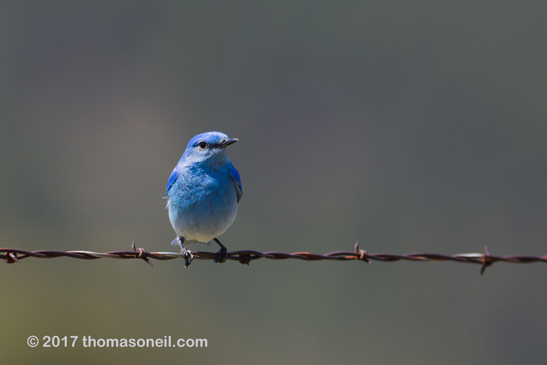 Mountain Bluebird in Custer State Park.  Click for next photo.