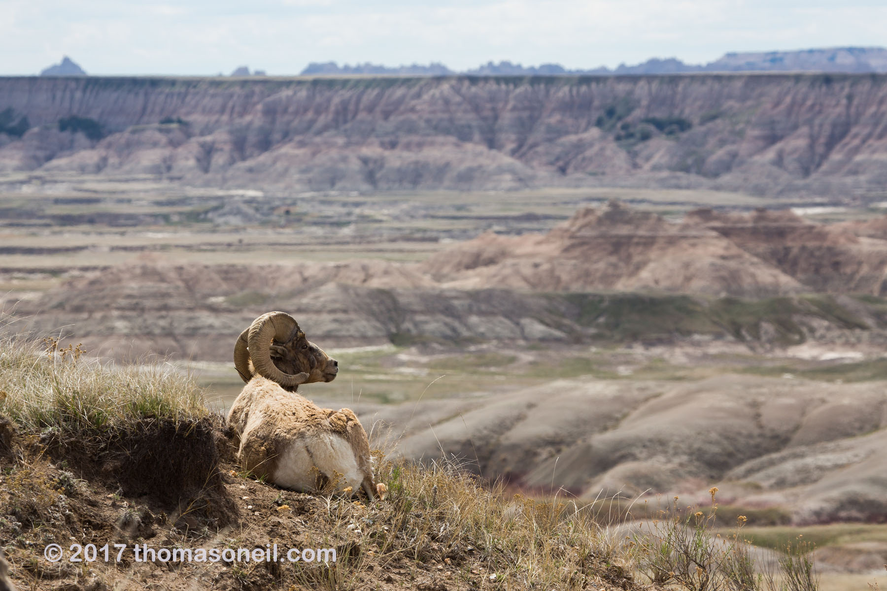 Bighorn relaxing and enjoying the view, Badlands National Park.  Click for next photo.