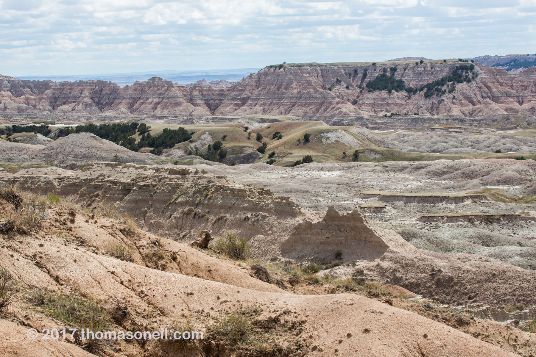 Capping off the South Dakota slide show is this bighorn lost in the desolation of Badlands National Park.  Click for next photo.