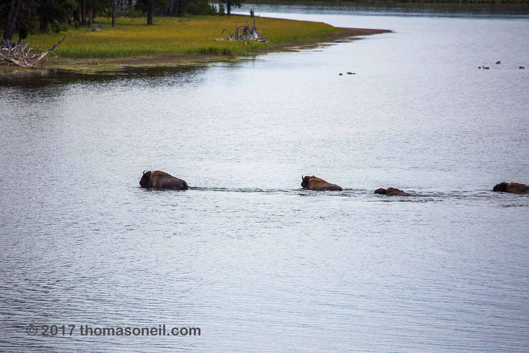 Bison swimming across the Yellowstone River, Yellowstone National Park, September 2017.  Click for next photo.