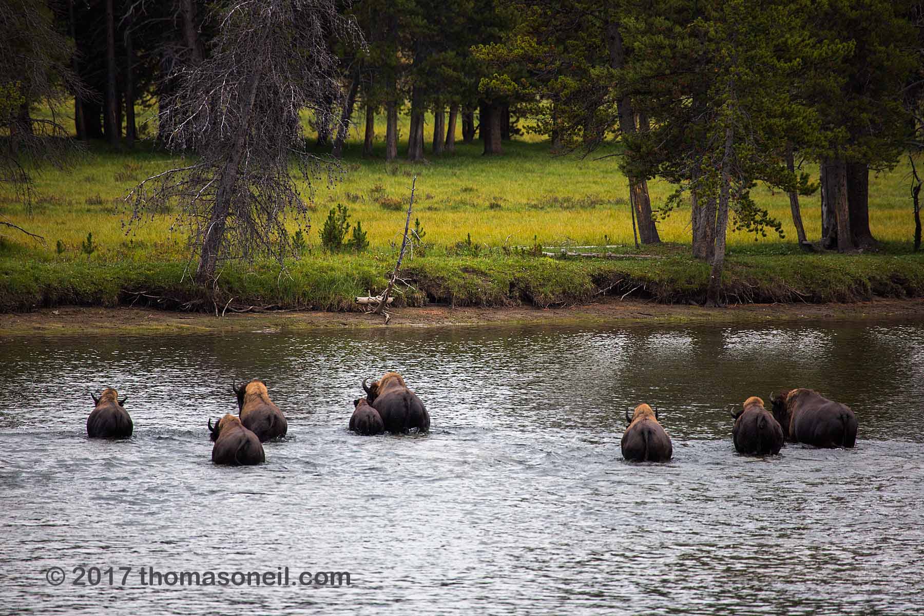 Bison swimming across the Yellowstone River, Yellowstone National Park.  Click for next photo.