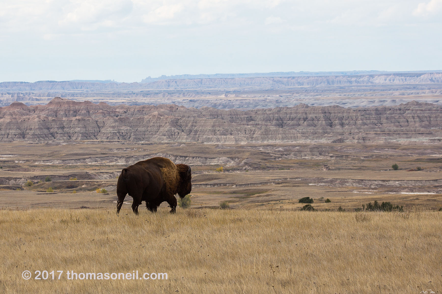 A solitary bison looking for a spot to graze along the rim above the Badlands, South Dakota, September 2017.  Click for next photo.
