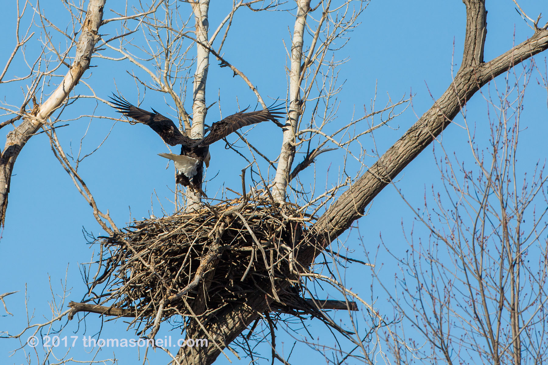 Bald Eagle landing on nest, Loess Bluffs National Wildlife Refuge, Missouri.  Click for next photo.