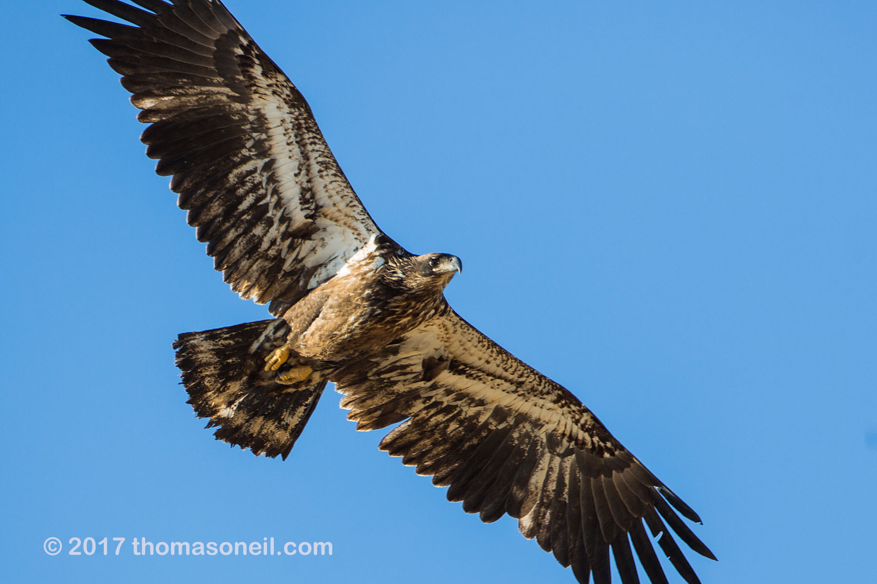 Juvenile Bald Eagle, Loess Bluffs National Wildlife Refuge, Missouri.  Click for next photo.