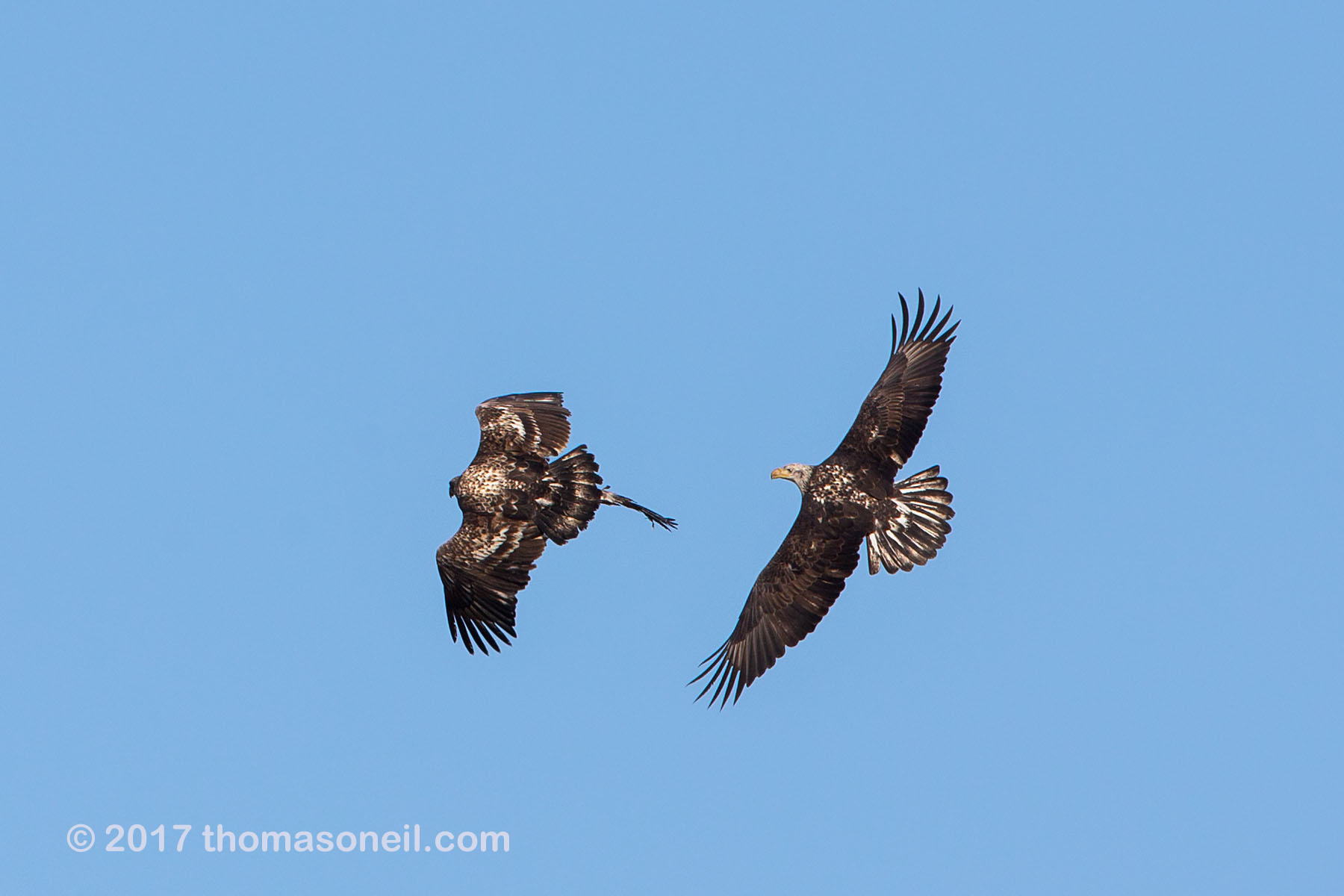 Bald Eagles fighting over a bird wing, Loess Bluffs National Wildlife Refuge, Missouri.  Click for next photo.