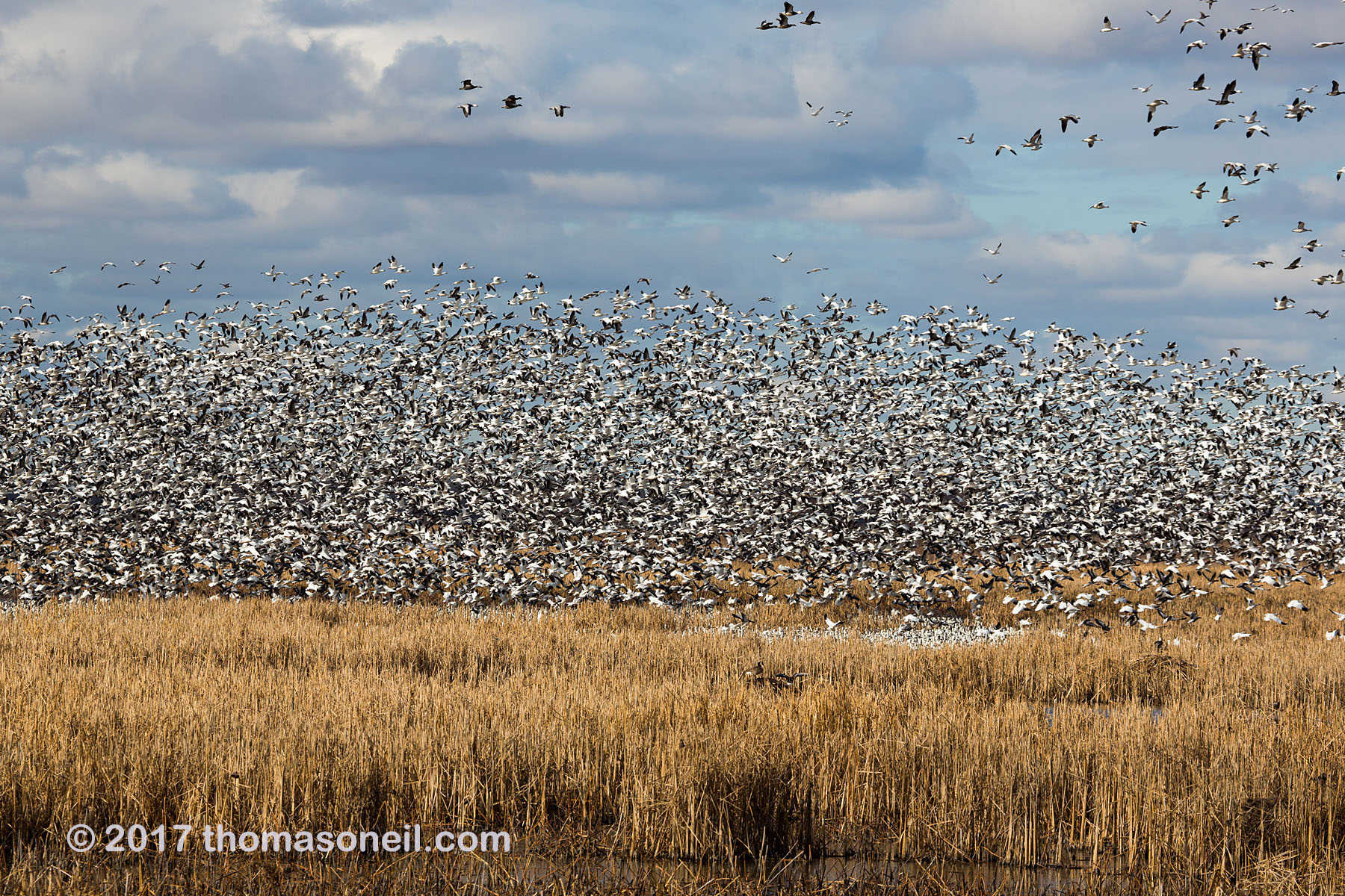 Snow geese, Loess Bluffs National Wildlife Refuge, Missouri, December 2017.  Click for next photo.