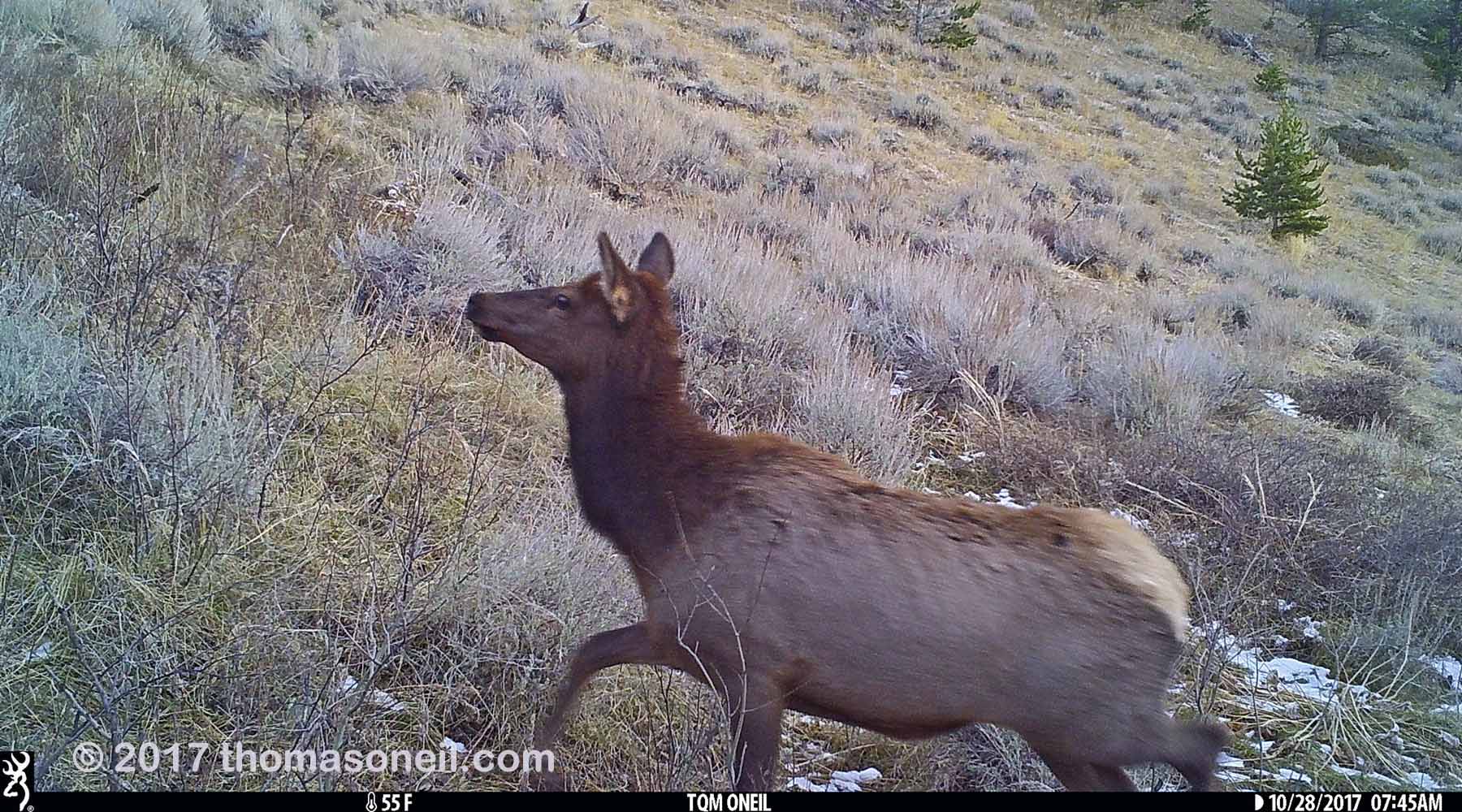 Elk near Red Lodge, MT, 2017.
