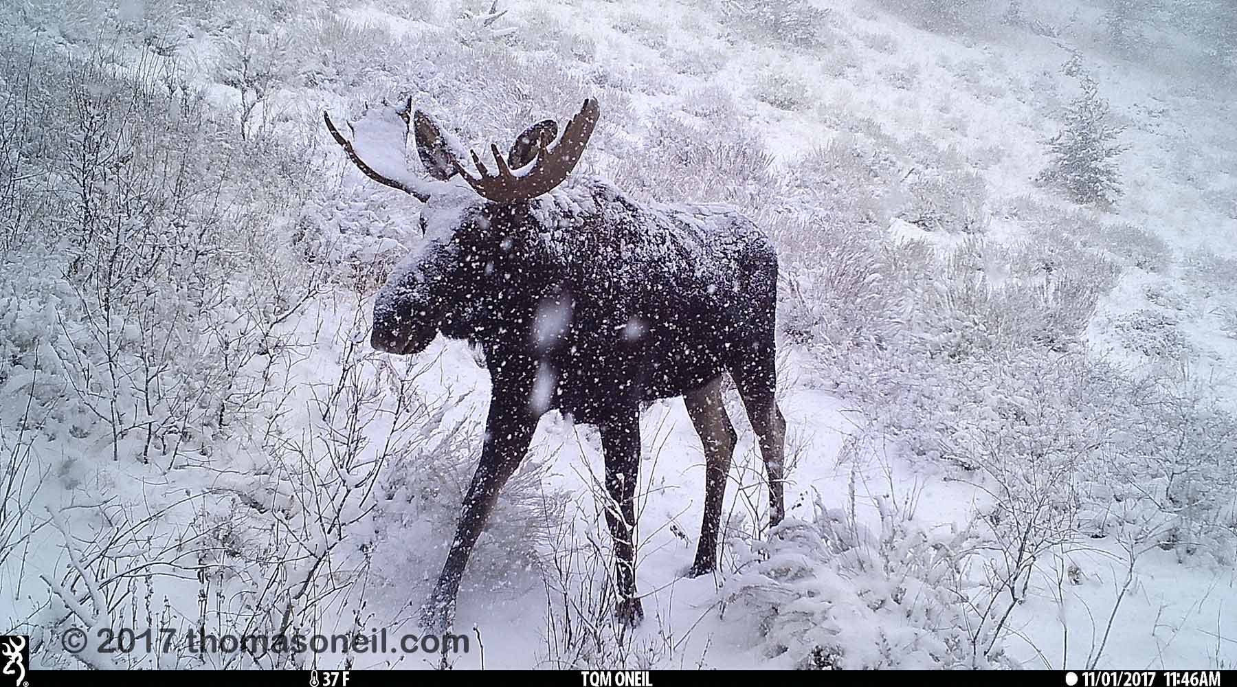 Moose near Red Lodge, MT, 2017.