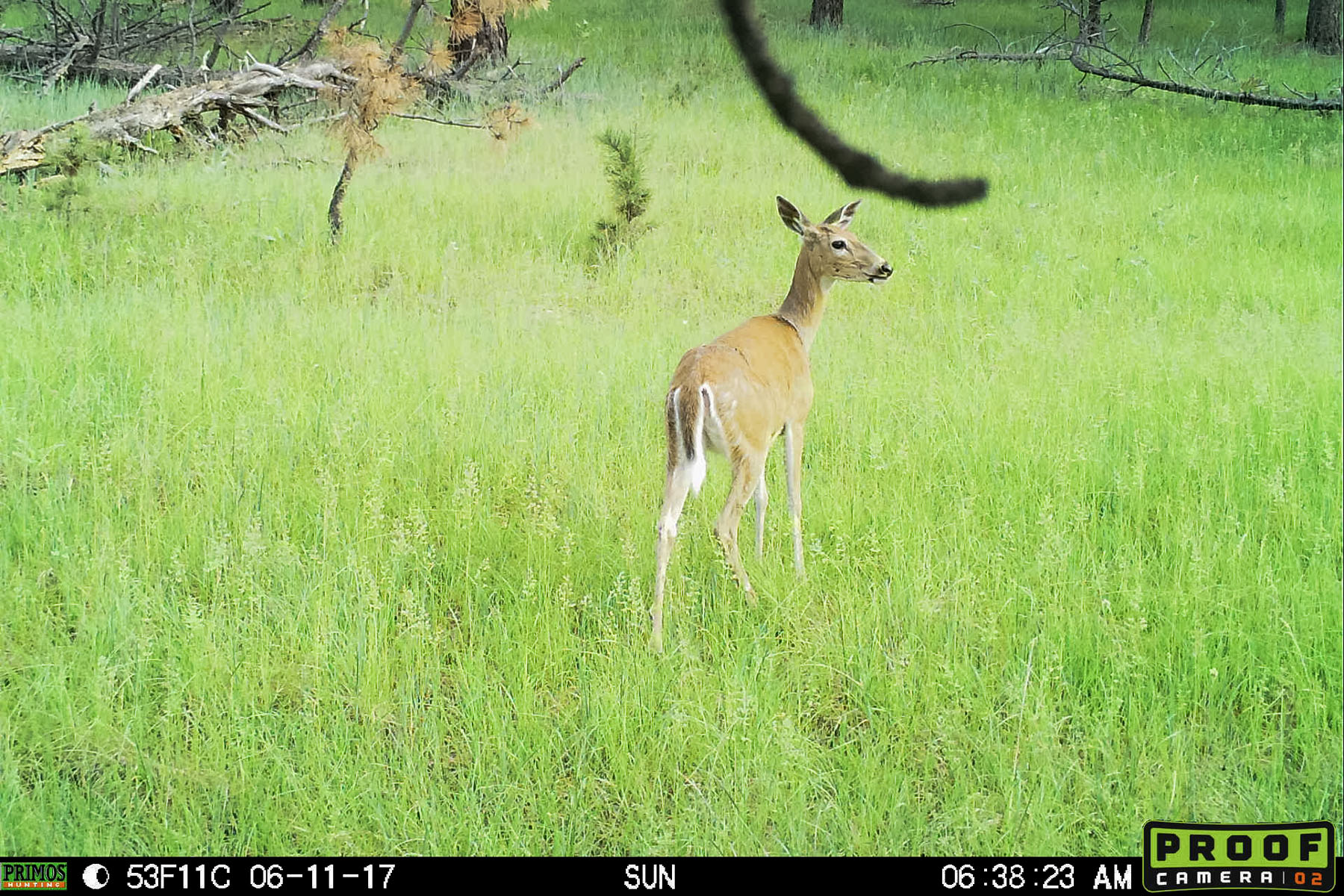 Deer.  This is probably the best image I can get from the Primos trailcam, but Im going to try something else.  Click for next photo.