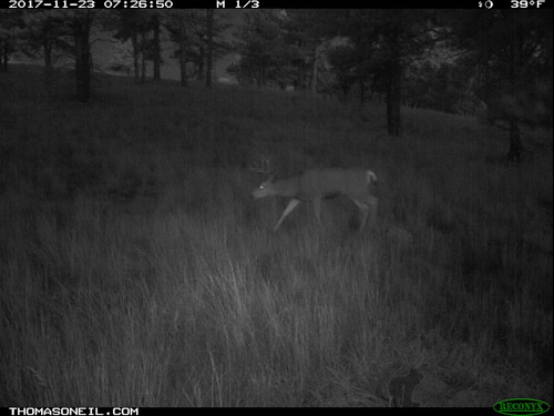 Deer on trailcam in the Black Hills.  A poor choice for photo of the day, but its all I have for Nov. 23.