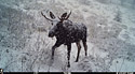 Moose in Montana on trailcam, November 2017.