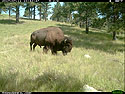 Bison staking out a grazing spot.