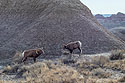 Bighorns in the Badlands, South Dakota, November 2017.