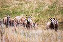 Bighorn ewes, Badlands National Park, April 2017.