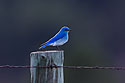 Mountain Bluebird in Custer State Park, April 2017.
