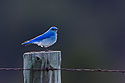 Mountain Bluebird in Custer State Park, April 2017.
