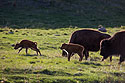 Bison baby in Custer State Park, April 2017.