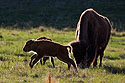 Bison baby in Custer State Park, April 2017.