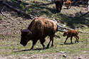 Bison baby in Custer State Park.
