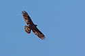Golden eagle soars above the Conata Basin, South Dakota.
