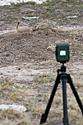 Trailcam setup in a prairie dog town, Conata Basin, South Dakota.  This temporary setup resulted in a video of a badger.