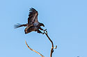 Juvenile Bald Eagle, Loess Bluffs National Wildlife Refuge, Missouri.