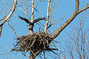 Bald Eagle landing on nest, Loess Bluffs National Wildlife Refuge, Missouri.