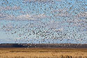 Snow geese, Loess Bluffs National Wildlife Refuge, Missouri.