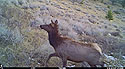 Elk near Red Lodge, MT.