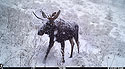 Moose near Red Lodge, MT.