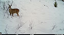Deer in the snow near Red Lodge, MT.