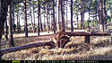 Custer State Park bison on trailcam.  This is the last usable image I got before a wildfire swept through this area three weeks later and destroyed the camera.