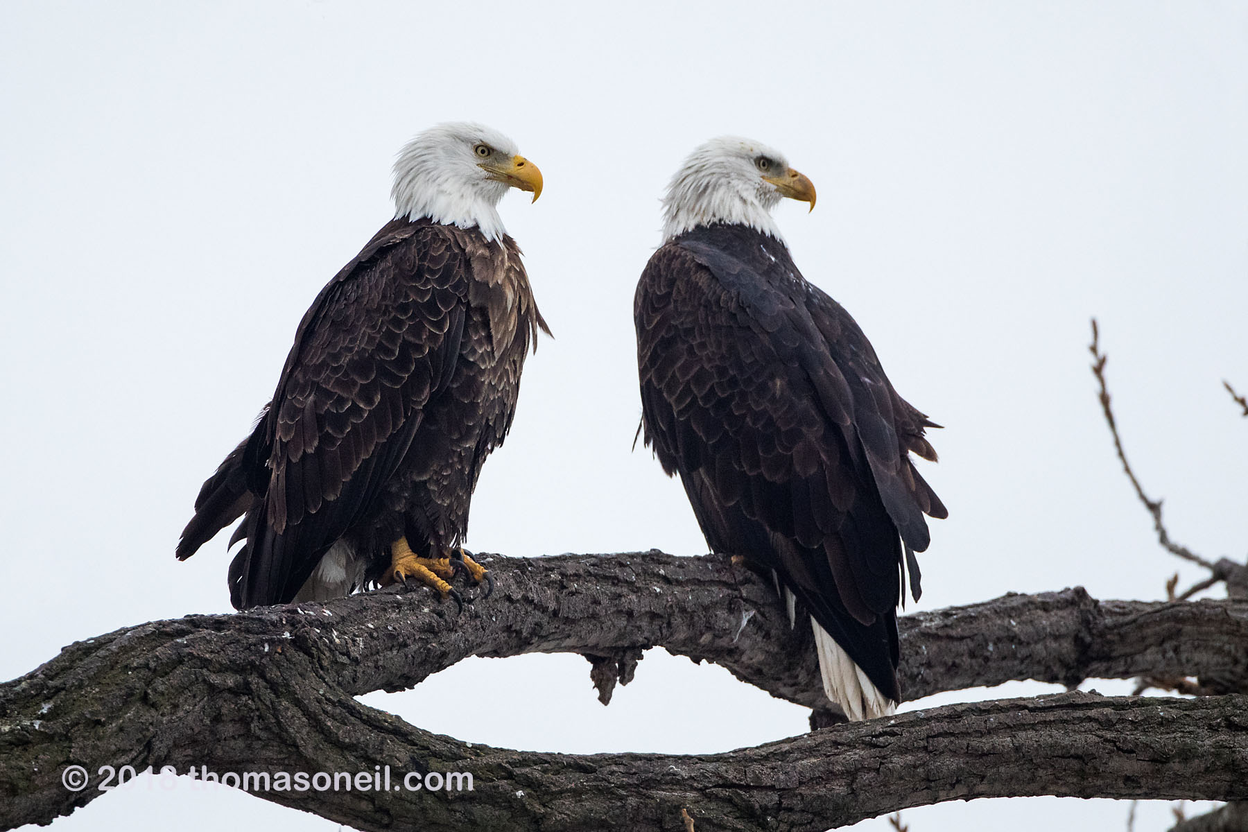 Bald eagles, Keokuk, Iowa, January 2018.  This image was taken with Canon M100 on 500mm lens.  The following image was taken with Canon 5D Mark III on same 500mm lens.  Click for next photo.