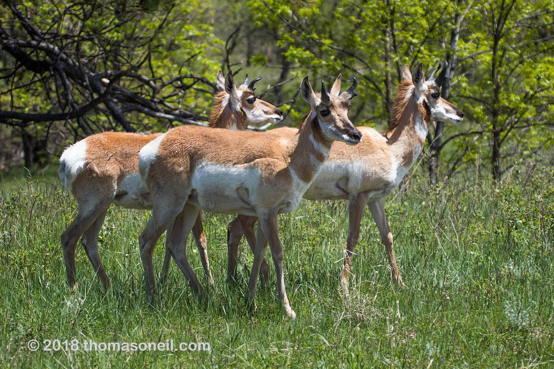 Pronghorns, Custer State Park.  Click for next photo.