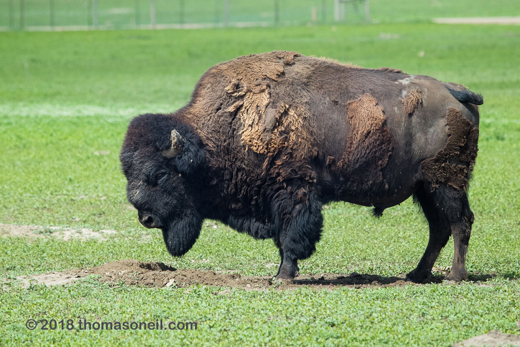 Bison posing for a nickel, Badlands National Park.  Click for next photo.