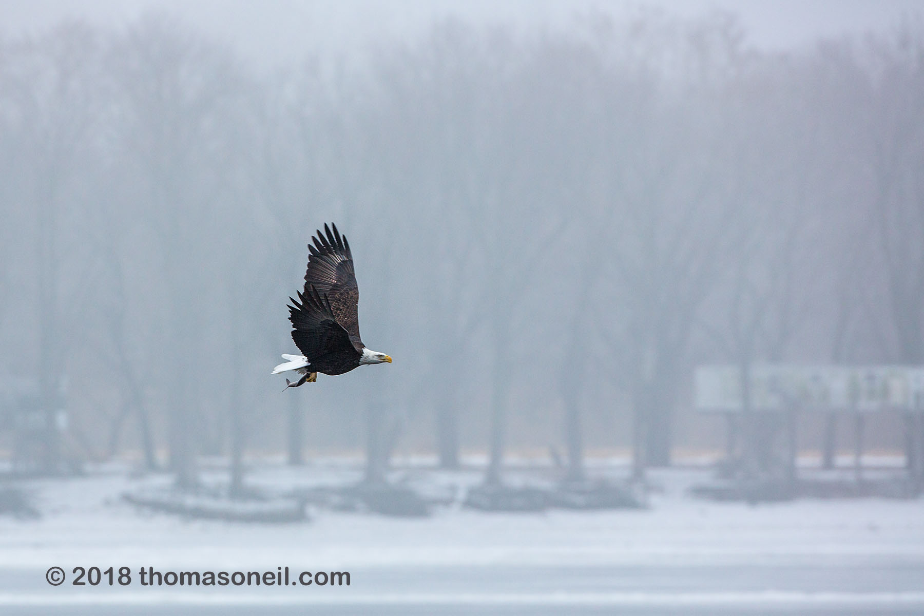 Bald eagle with a fish, Keokuk, Iowa.  Click for next photo.