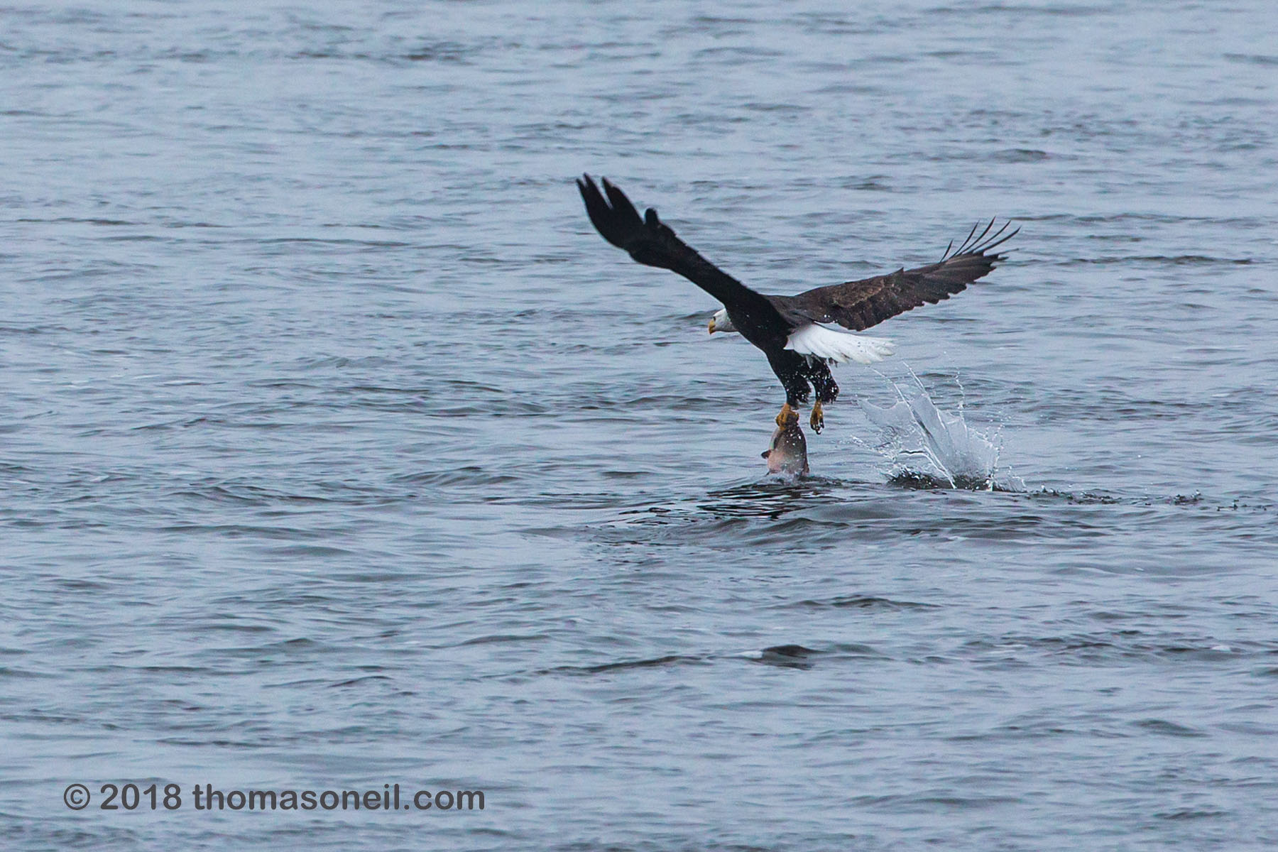 Bald eagle pulls the fish out of the water, Keokuk, Iowa.  Click for next photo.