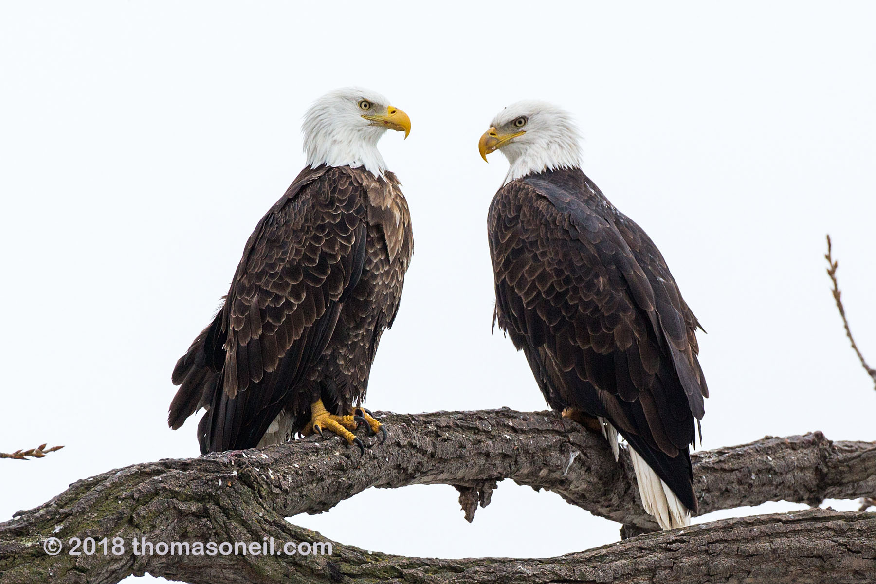 Bald eagles, Keokuk, Iowa.  Click for next photo.