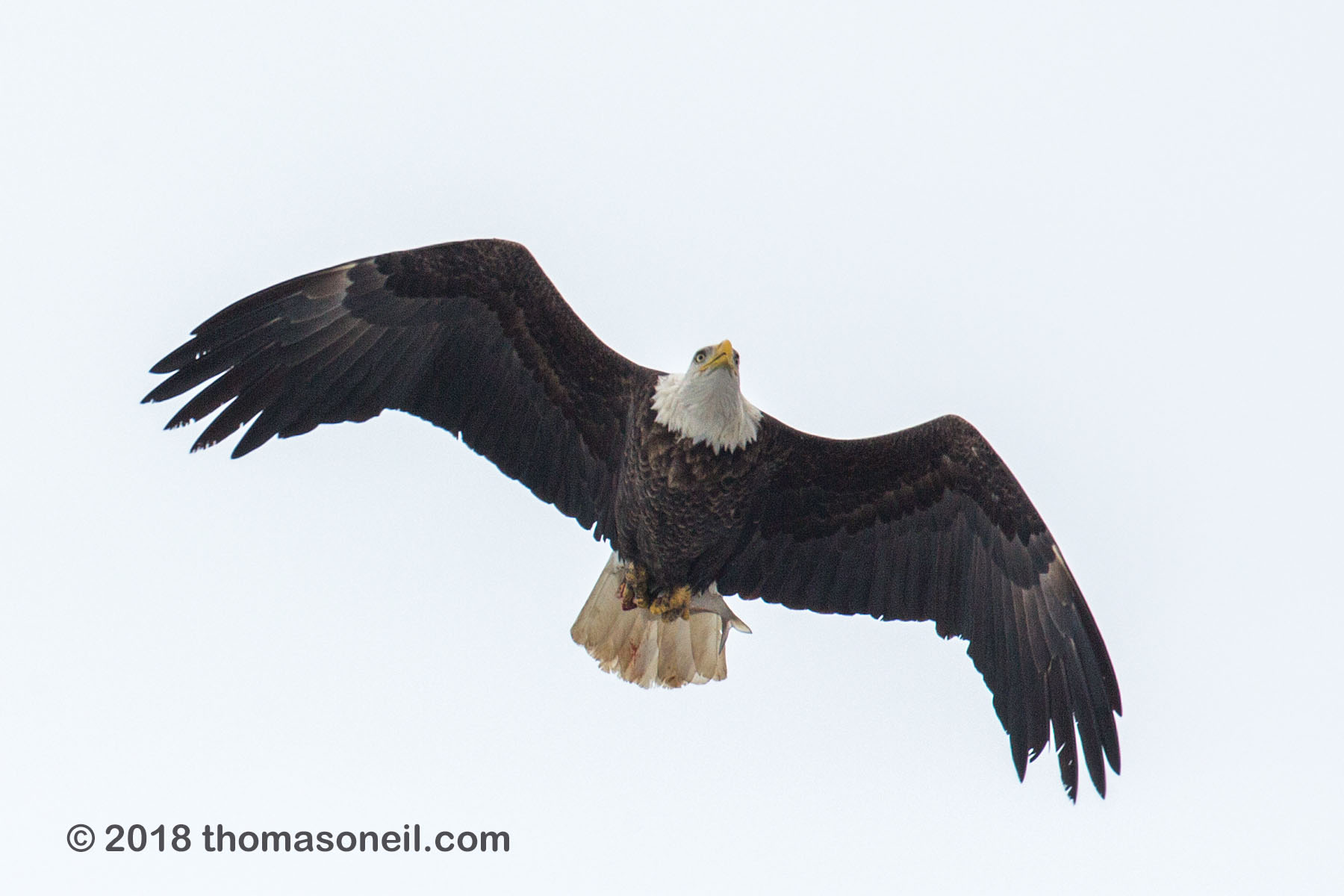 Bald eagle with fish, Lock and Dam 18, Illinois.  Click for next photo.