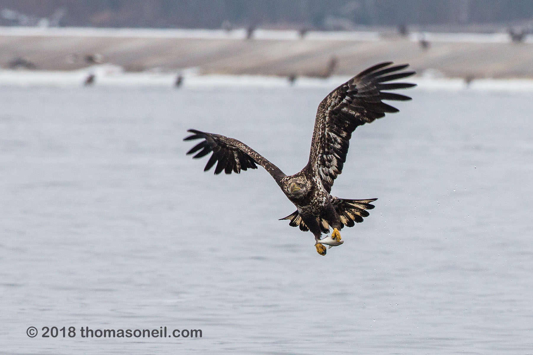 Juvenile bald eagle with fish, 8 of 13 in sequence, Lock and Dam 18, Illinois.  Click for next photo.