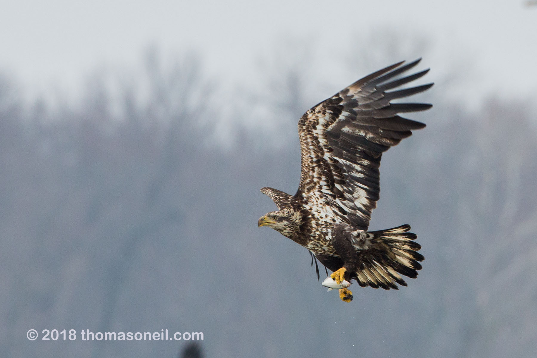 Juvenile bald eagle with fish, 10 of 13 in sequence, Lock and Dam 18, Illinois.  Click for next photo.
