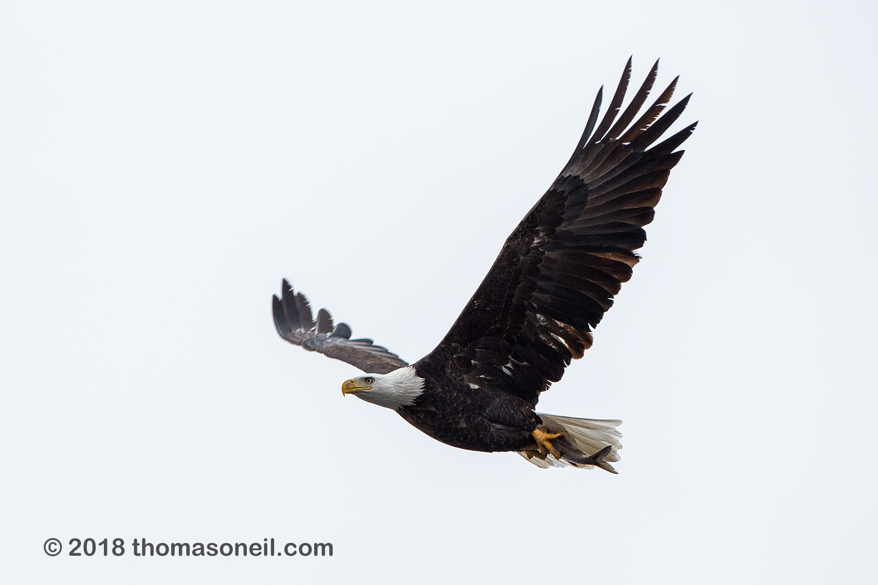 Bald eagle with a fish, Keokuk, Iowa.  Click for next photo.