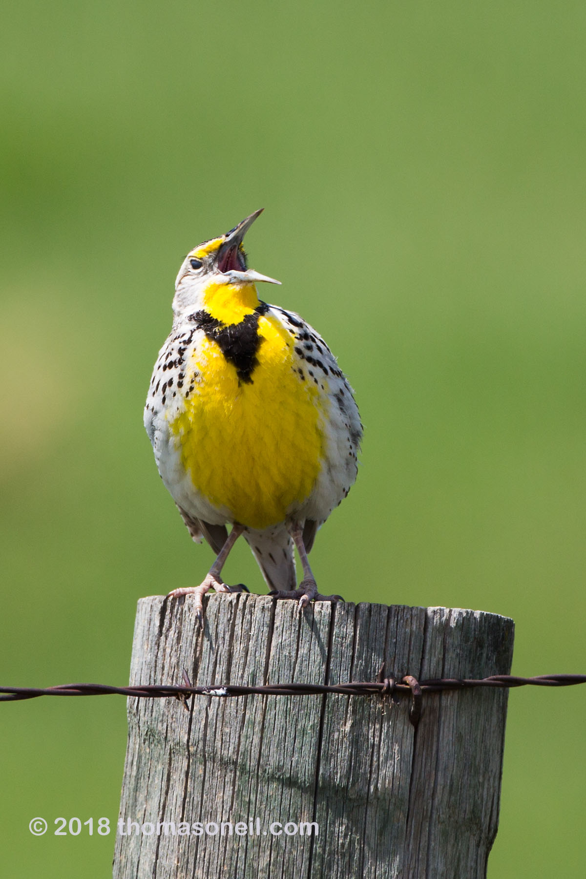 Meadowlark, Custer State Park.  Click for next photo.