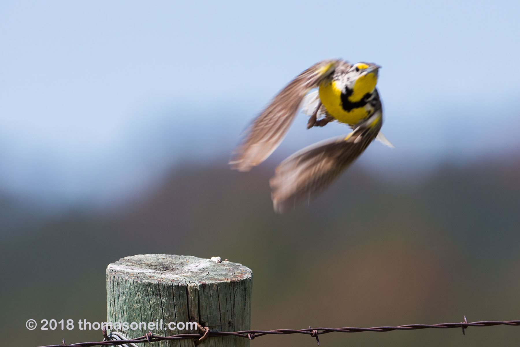 Meadowlark takes flight, Custer State Park.  Click for next photo.