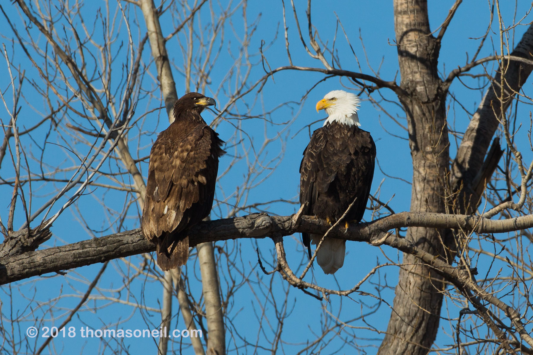 Bald eagles, Loess Bluffs National Wildlife Refuge, Missouri, December 2018.  Click for next photo.