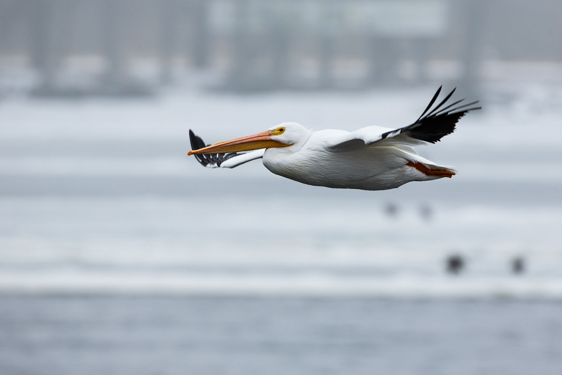 A pelican cruises by, Keokuk, Iowa.  Click for next photo.